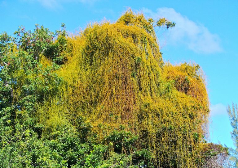 Cassytha filiformis - Habit - Bahamas