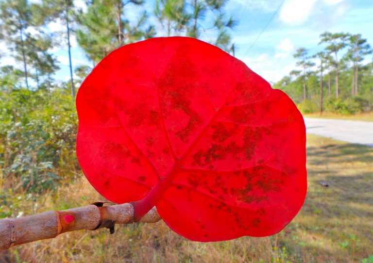 Coccoloba uvifera - Leaf - Bahamas