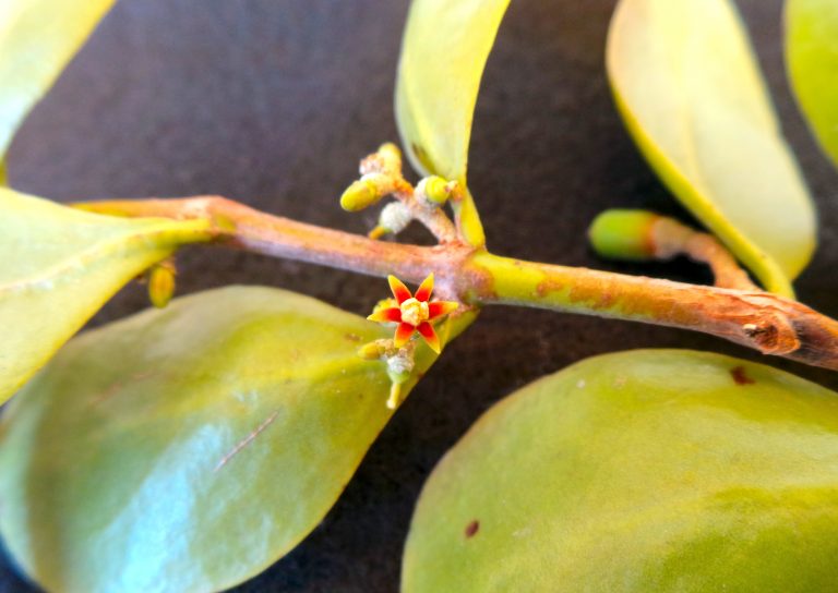 Dendropemon loranthoideus - Flower - Bahamas