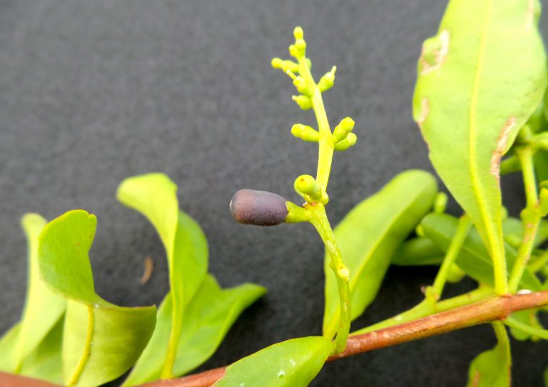 Dendropemon purpureus - Fruit - Bahamas