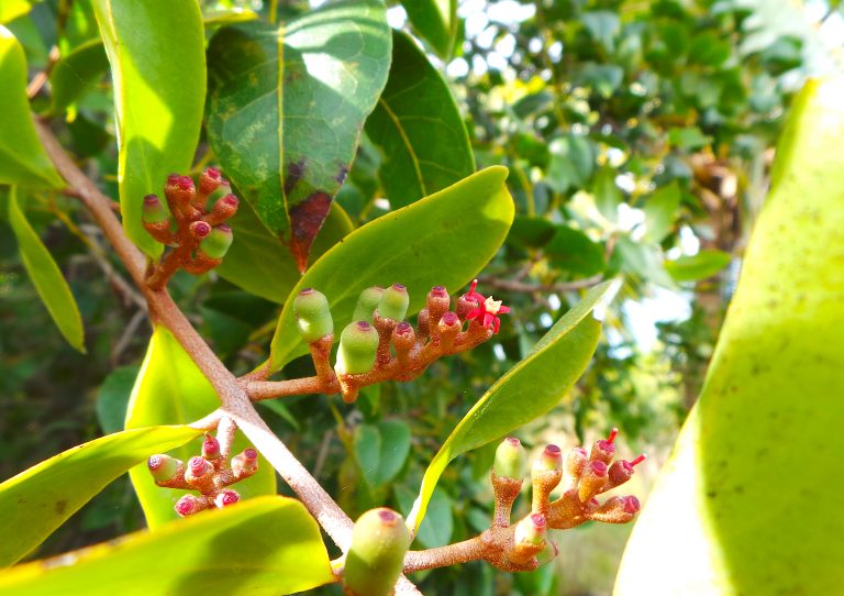 Dendropemon confertiflorus - Flowers and Fruits - Bahamas