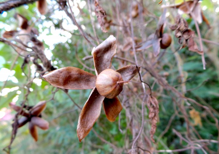 Merremia tuberosa - Fruit - Bahamas