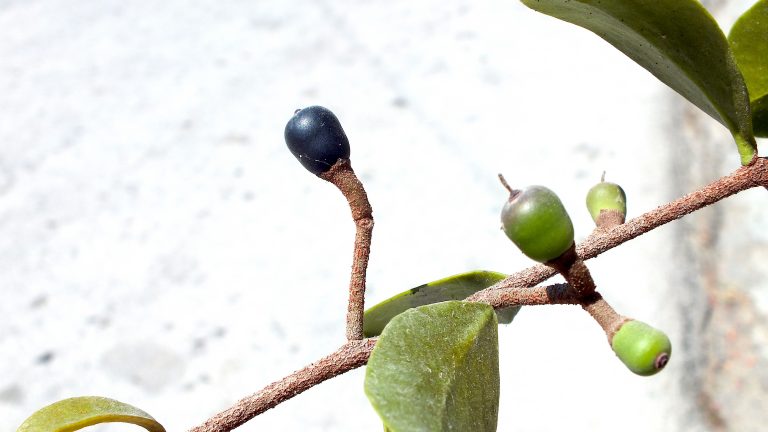 Dendropemon confertiflorus - Fruits - Cuba