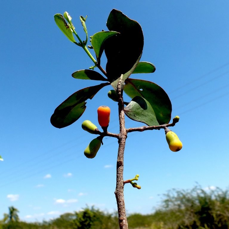 Dendropemon 1 - Fruits - Cuba