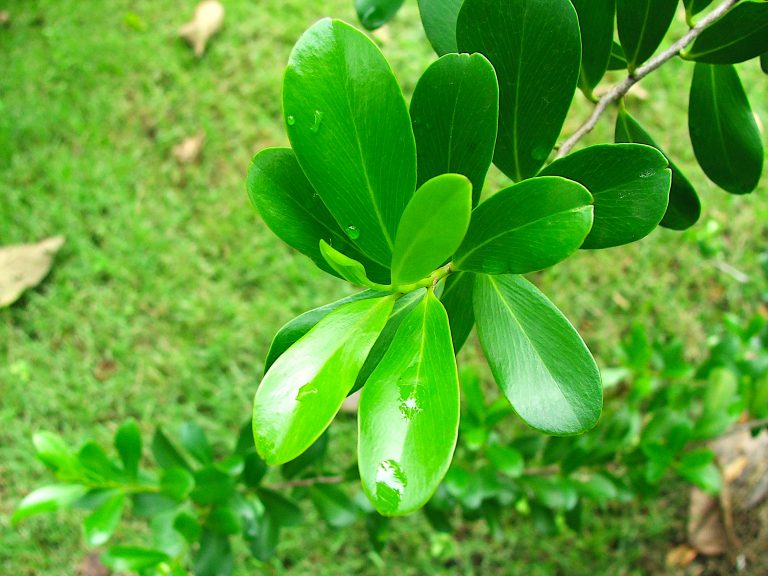 Cinnamodendron ekmanii - Leaves - Dominican Republic