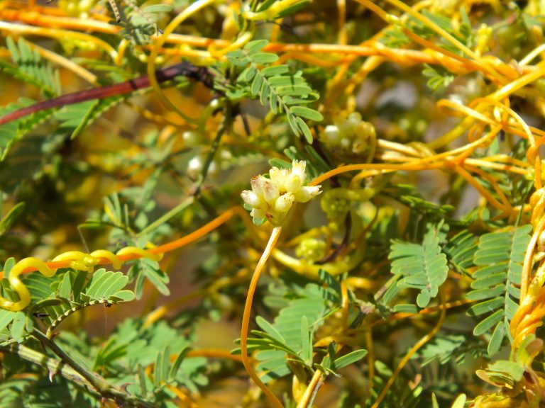 Cuscuta americana - Flowers - Dominican Republic