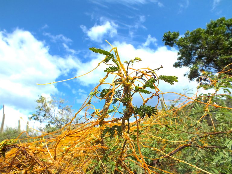 Cuscuta americana - Stems 1 - Dominican Republic