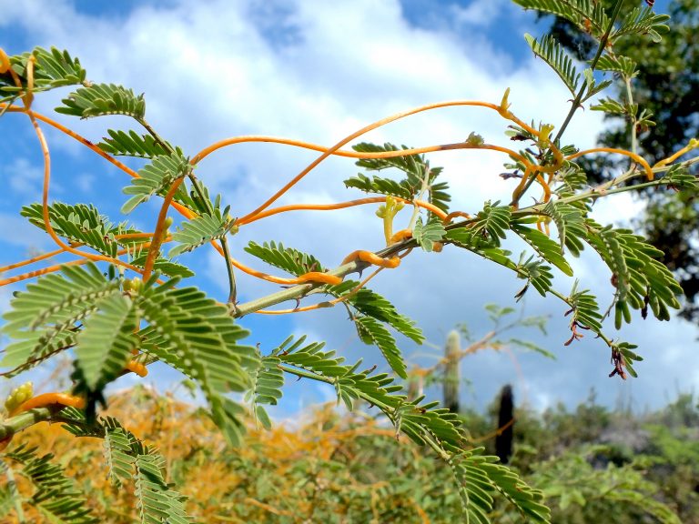 Cuscuta americana - Stems 2 - Dominican Republic