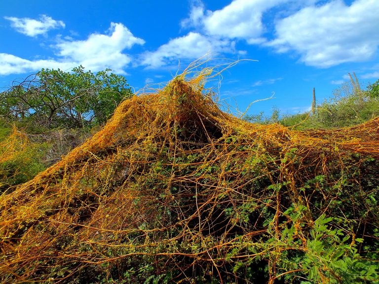 Cuscuta americana - Habit 1 - Dominican Republic