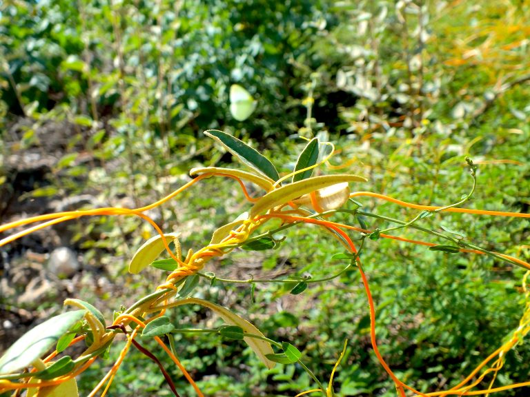 Cuscuta americana - Stems 3 - Dominican Republic