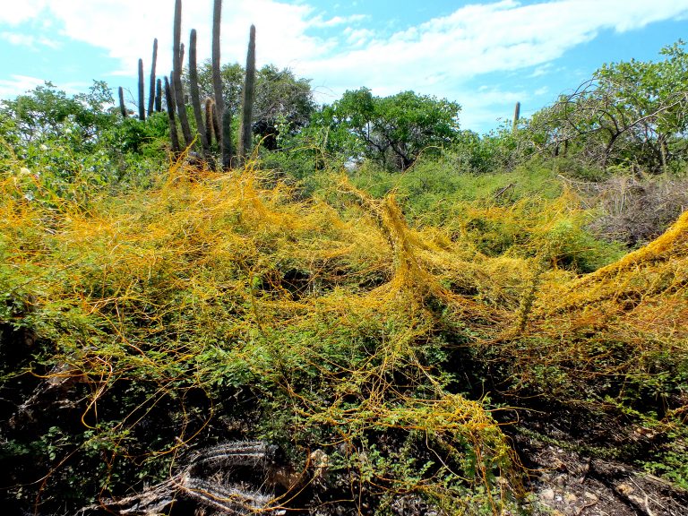 Cuscuta americana - Habit 2 - Dominican Republic