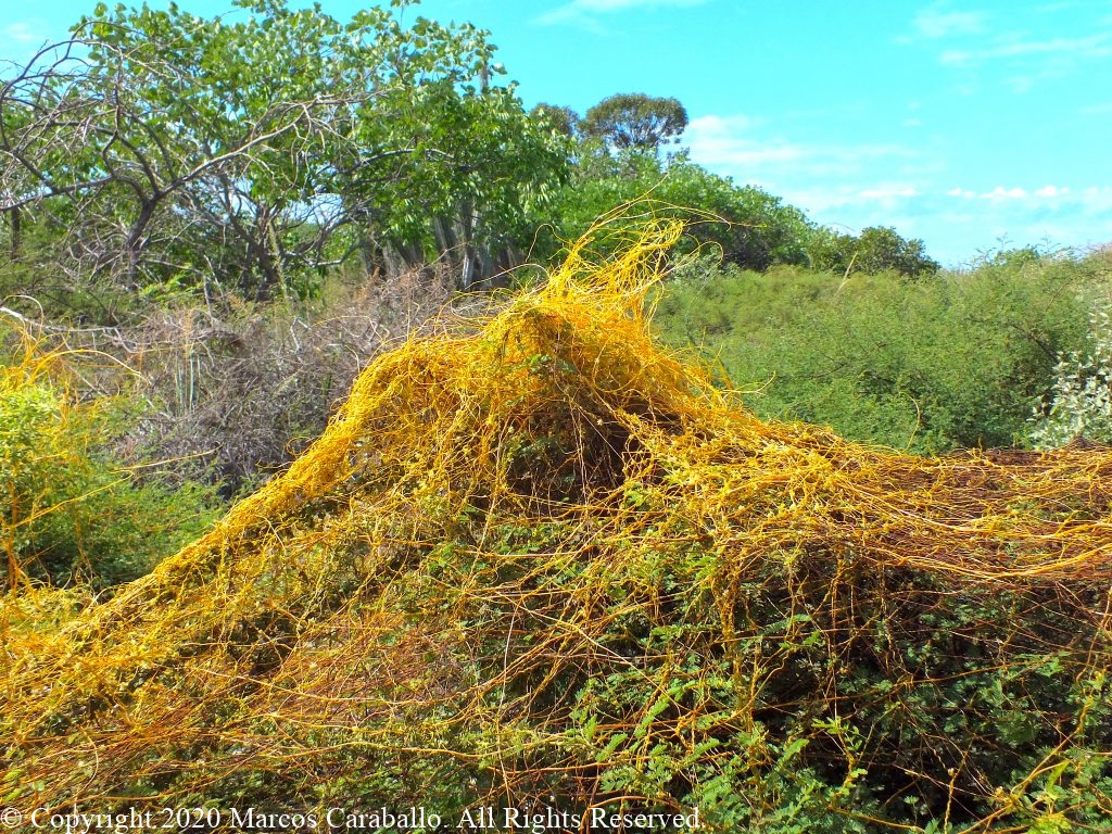 Cuscuta americana - Habit 3 - Dominican Republic