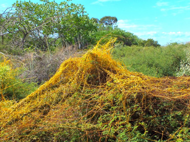 Cuscuta americana - Habit 3 - Dominican Republic