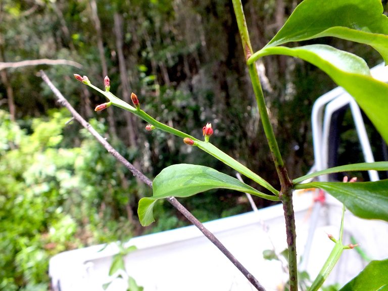 Dendropemon alatus - Flowers - Dominican Republic