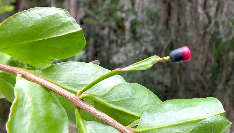 Dendropemon alatus - Ripe Fruit - Dominican Republic