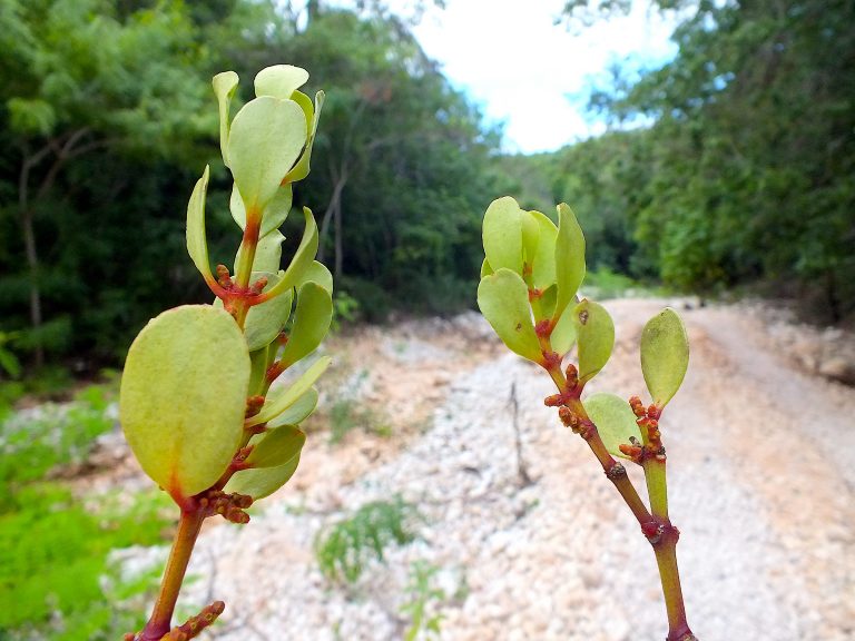 Dendrophthora 1 - Branch with Inflorescences - Dominican Republic