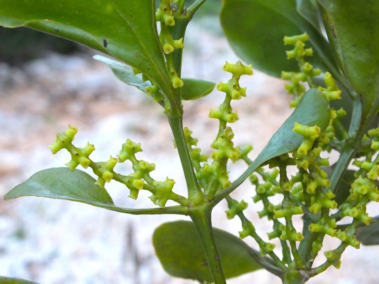 Dendrophthora 2 - Inflorescences - Dominican Republic