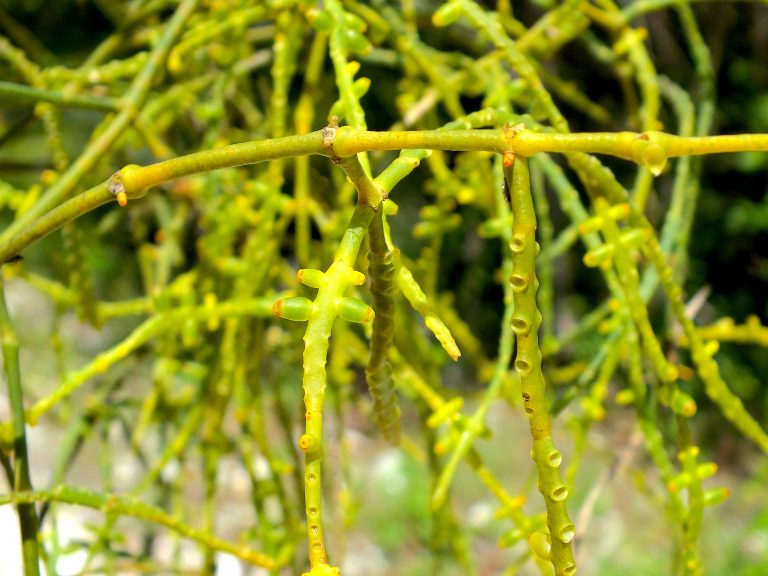 Dendrophthora flagelliformis - Fruits - Dominican Republic