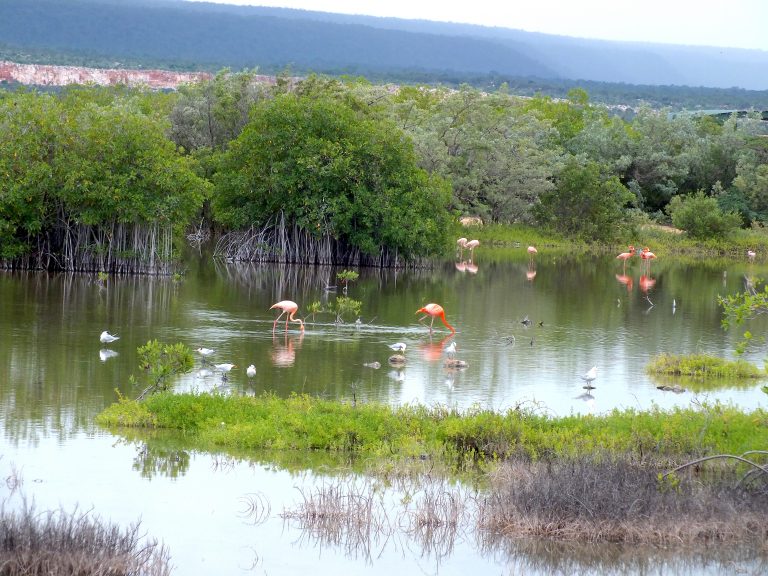 Flamencos in wetland- Dominican Republic