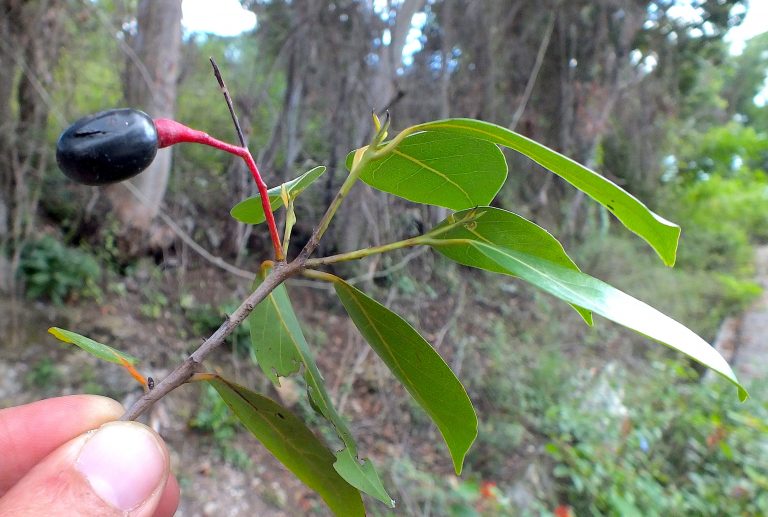 Nectandra coriacea - Fruit - Dominican Republic