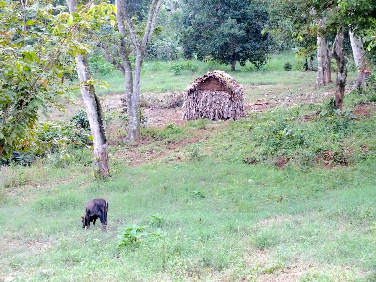 Pasture land with hut - Haiti