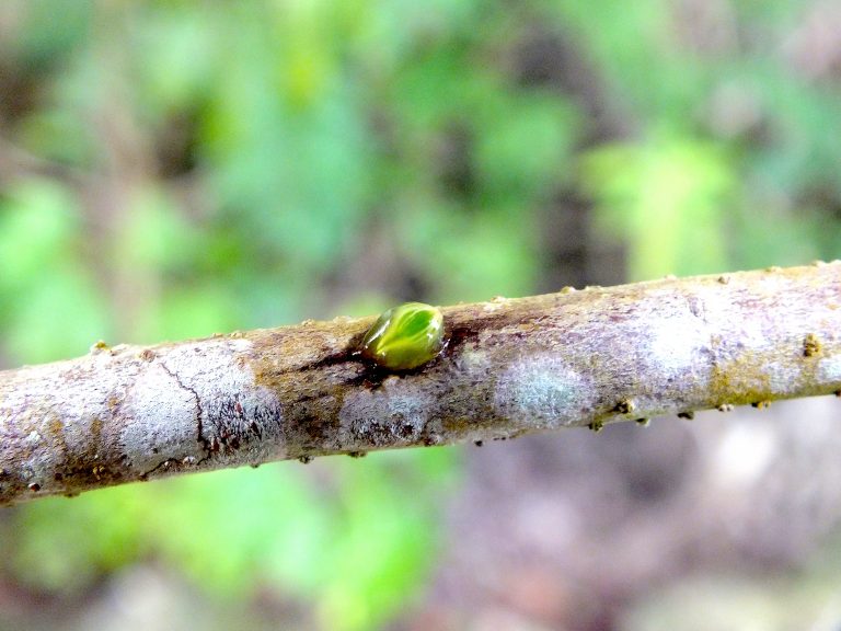 Phoradendron anceps - Seed - Dominican Republic