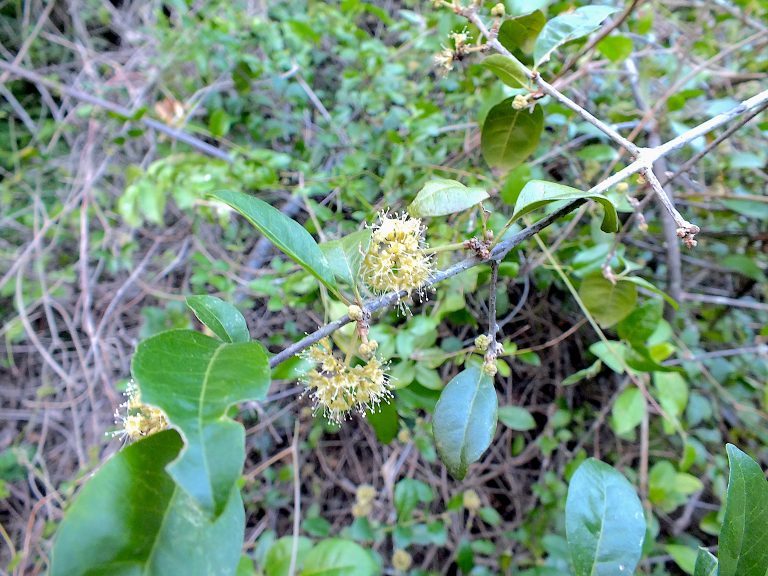 Pisonia aculeata - Male Flowers - Dominican Republic