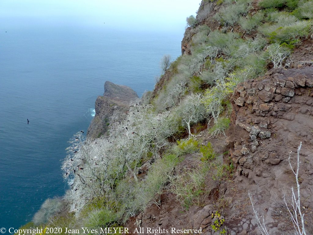 Pisonia grandis - Seabirds nesting on Pisonia trees - Eiao, Marquesas Islands, French Polynesia - JYM