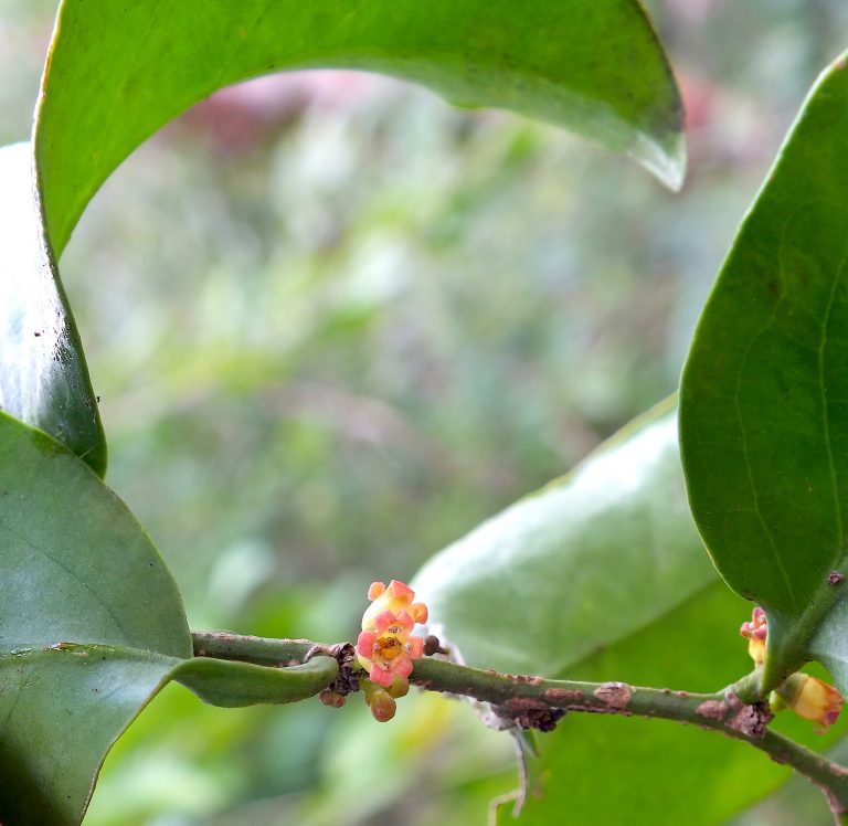 Schoepfia shreberi - Flowers - Grand Cayman