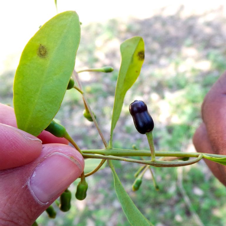 Dendropemon 1 - Haiti