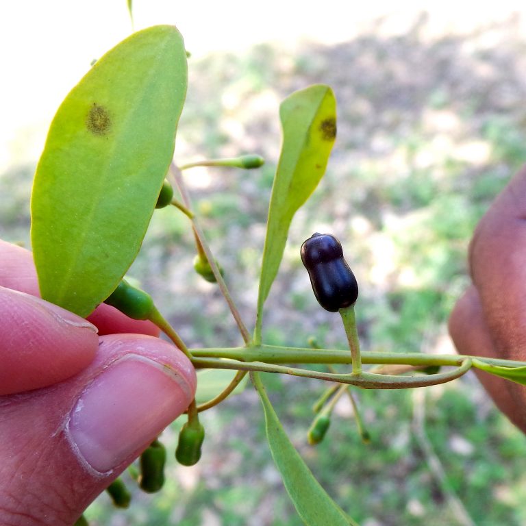 Dendropemon 1 - Haiti