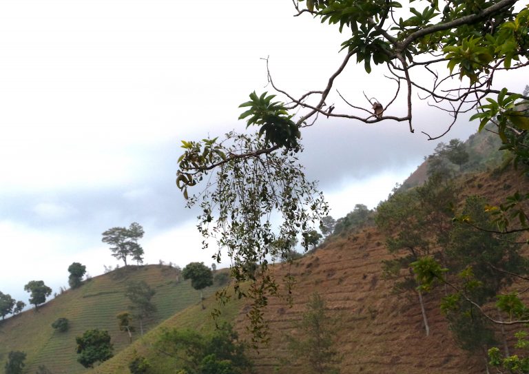 Dendropemon alatus - Habit - Haiti