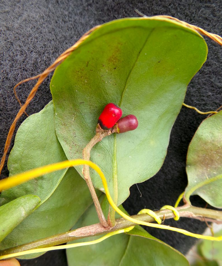 Dendropemon hincheanus parasitized by a Dodder (Cuscuta sp.) - Haiti