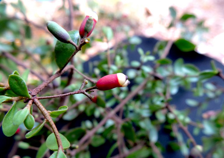 Dendropemon picardae - Haiti