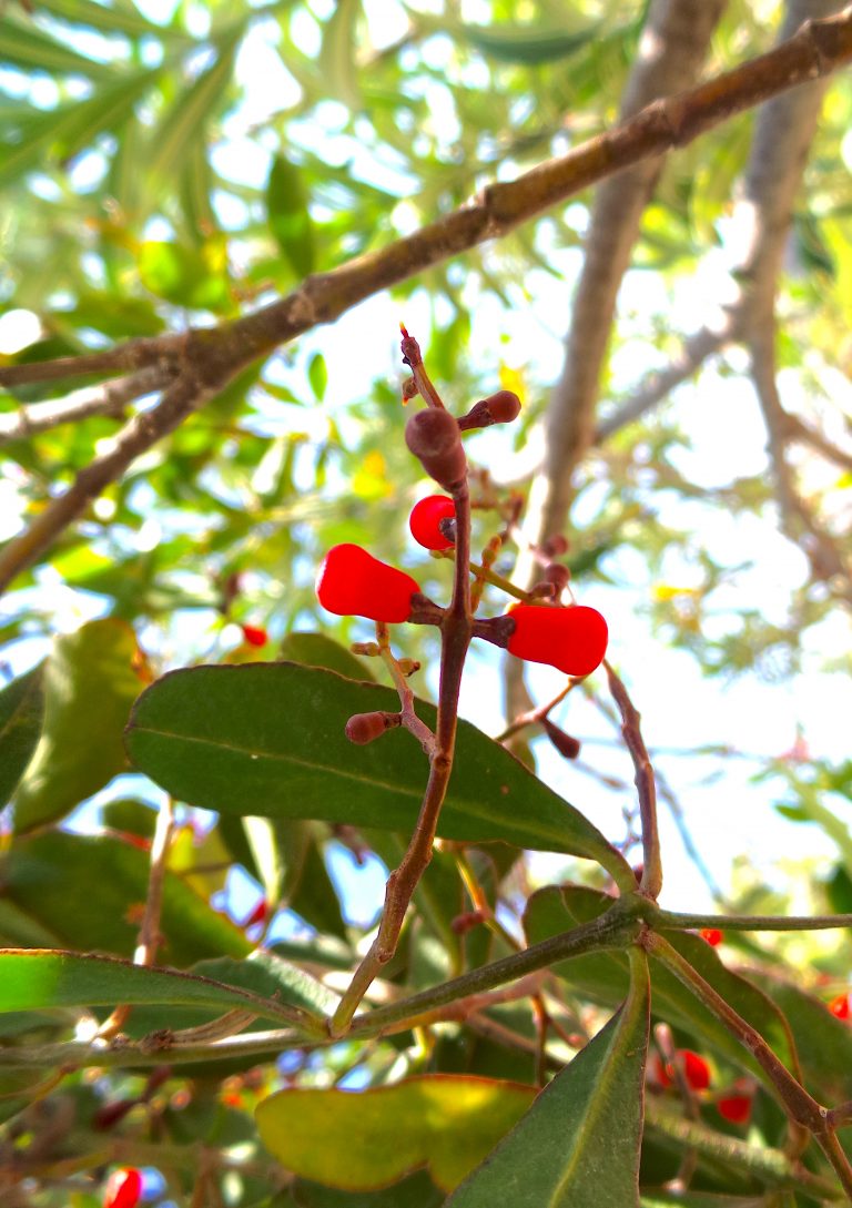 Dendropemon rigidus - Haiti