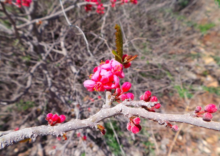 Samyda dodecandra - Flowers - Haiti