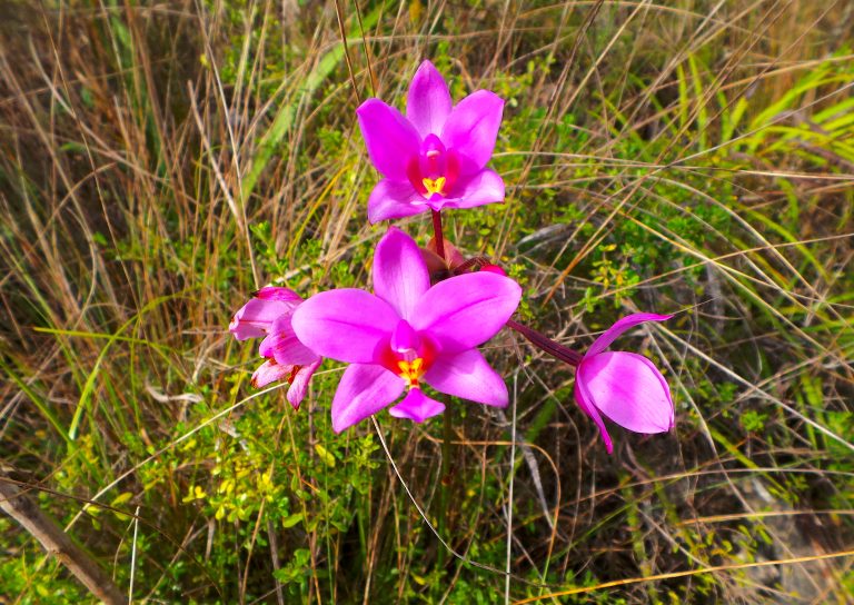 Spathoglottis plicata - Flowers - Haiti