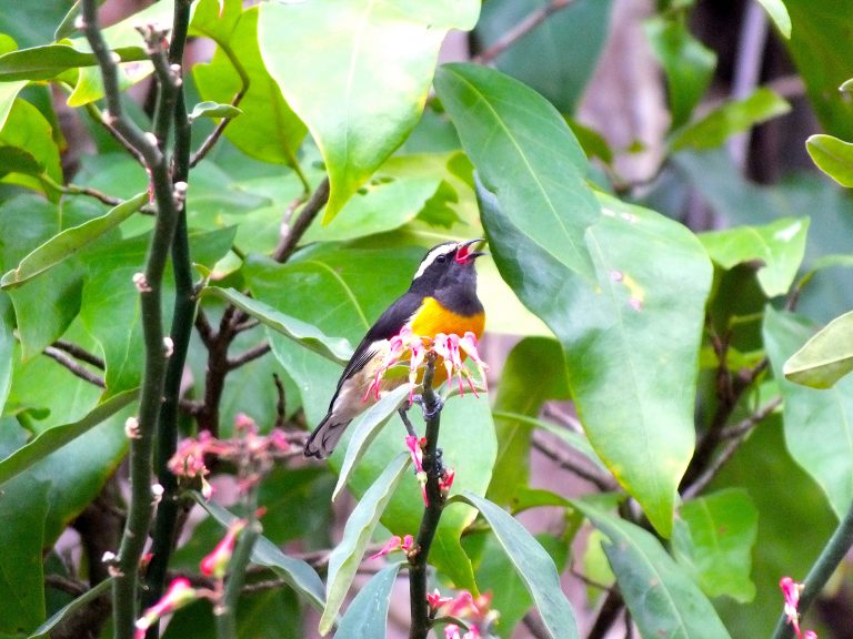 Bananaquit (Coereba flaveola) visiting Pedilanthus flowers - Jamaica