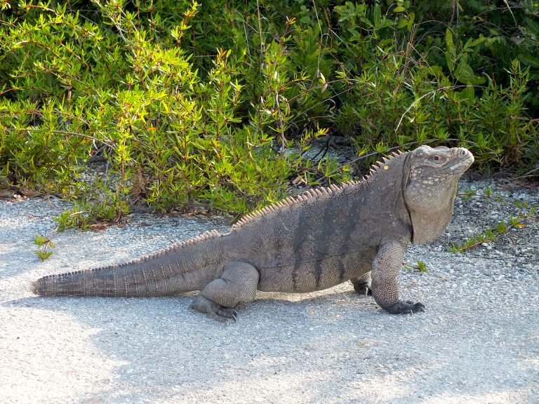 Rock Iguana (Cyclura) - Little Cayman