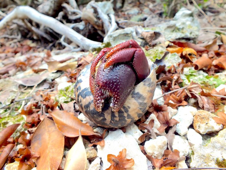 Hermit Crab - Little Cayman