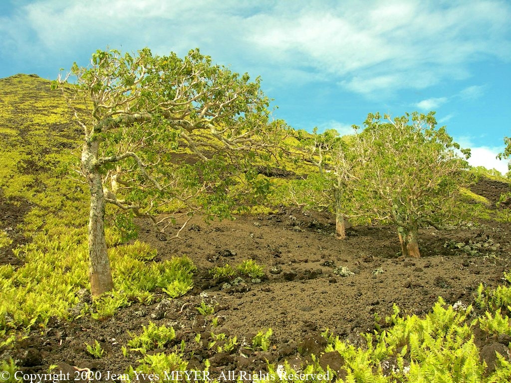 Pisonia grandis - Large trees in arid slope - Meheti'a, Society Islands, French Polynesia - JYM