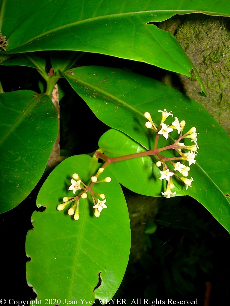 Ceodes taitensis - Flowers - Mo'orea Island, French Polynesia - JYM