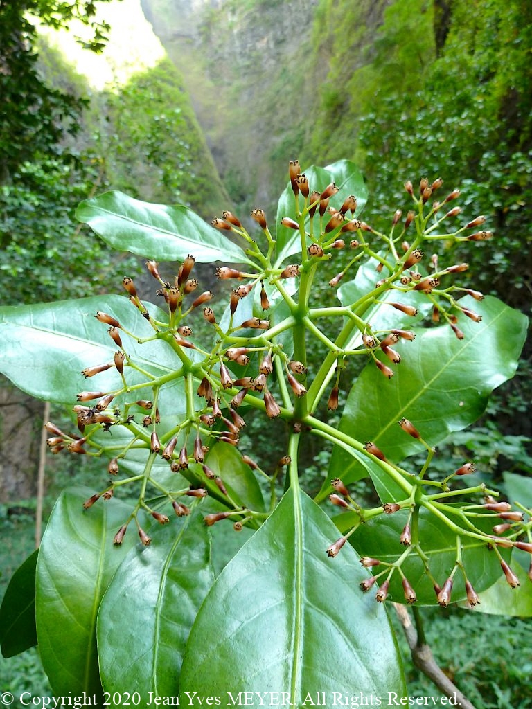 Ceodes brownii - Flowers - Nuku Hiva Island, French Polynesia - JYM