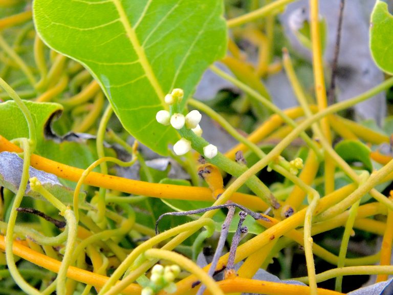 Cassytha filiformis - Inflorescence - Providenciales