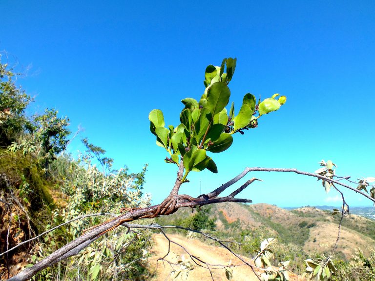 Dendropemon caribaeus - Habit - Puerto Rico
