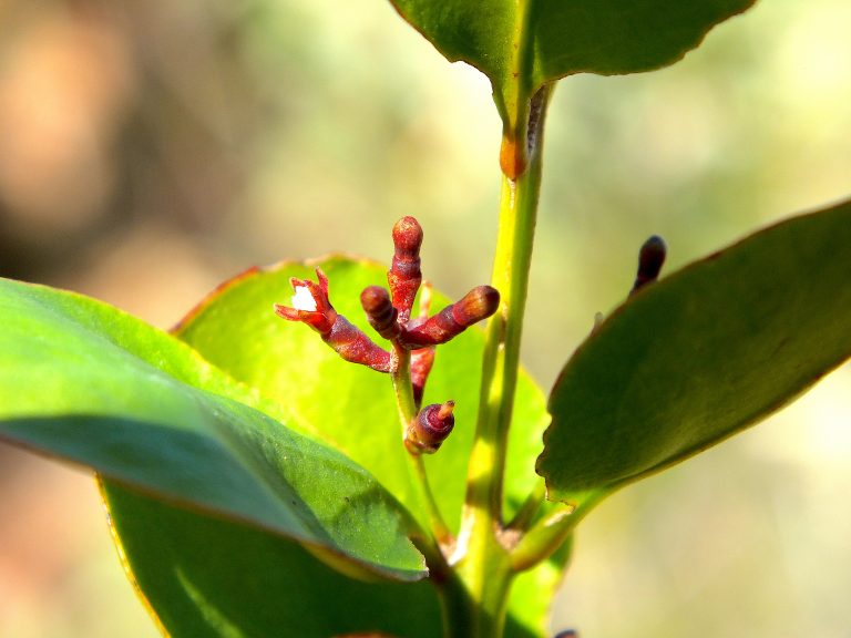 Dendropemon caribaeus - Flower - Puerto Rico