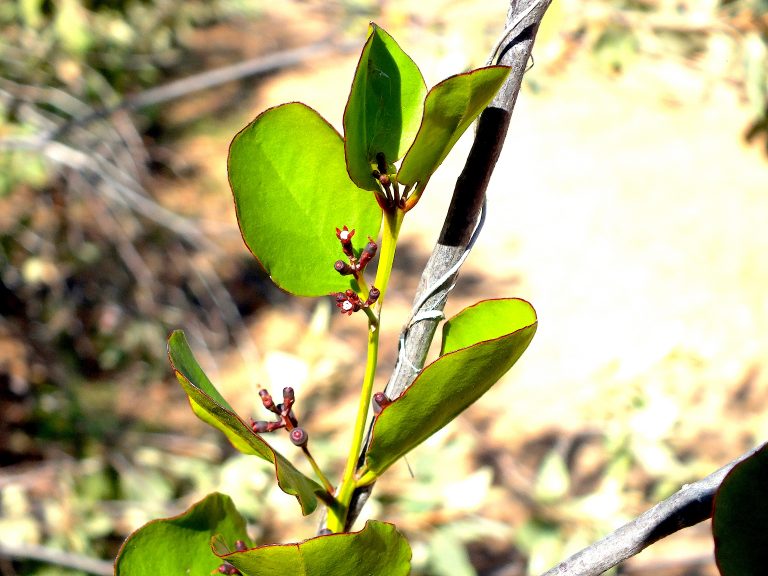 Dendropemon caribaeus - Flowers and Fruits - Puerto Rico