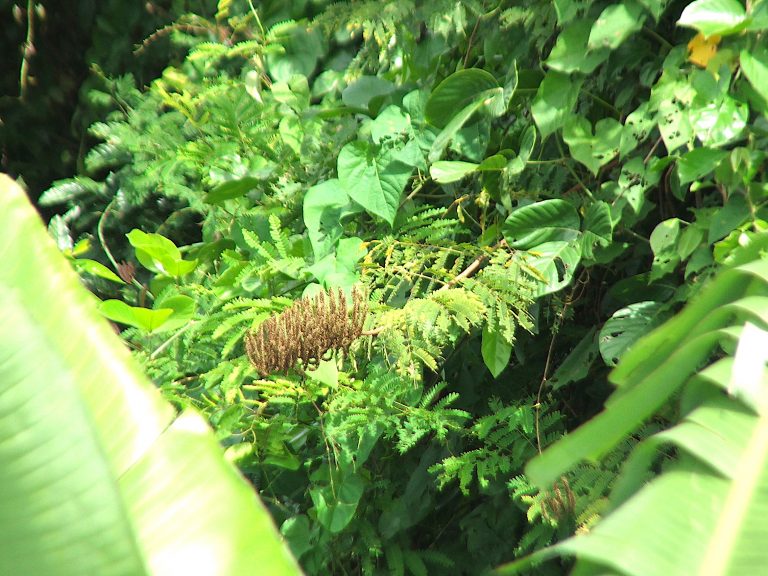 Entada polystachya var. polyphylla - Flowers - Puerto Rico