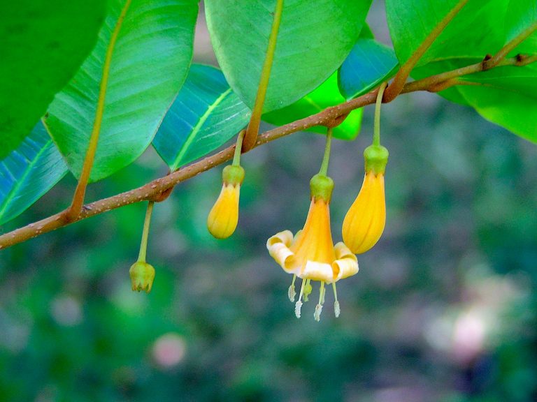 Goetzea elegans - Flower and Buds - Puerto Rico