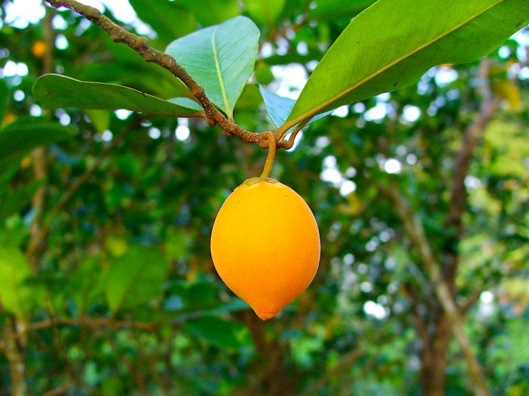 Goetzea elegans - Ripe Fruit - Puerto Rico